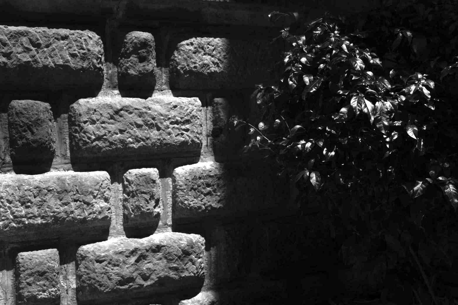 镜头下的百年云大